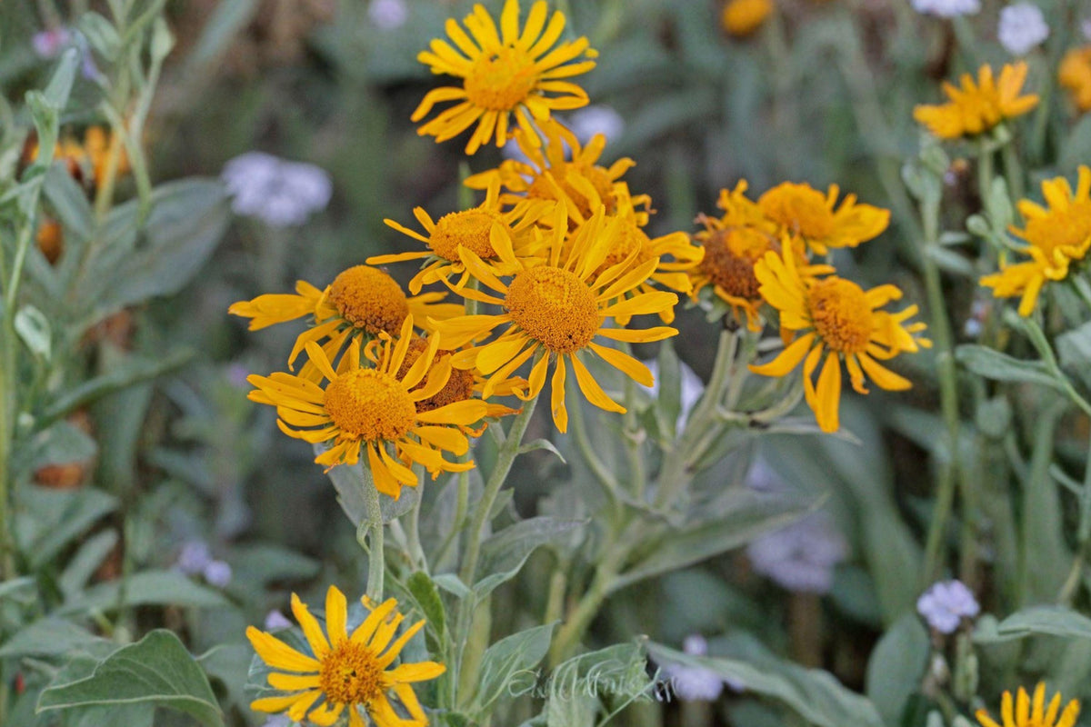 Orange Mountain Daisy Seeds - Native Alpine Wildflower, Pollinator Garden, Hymenoxys hoopesii, Golden-Orange Daisies, Perennial Plant