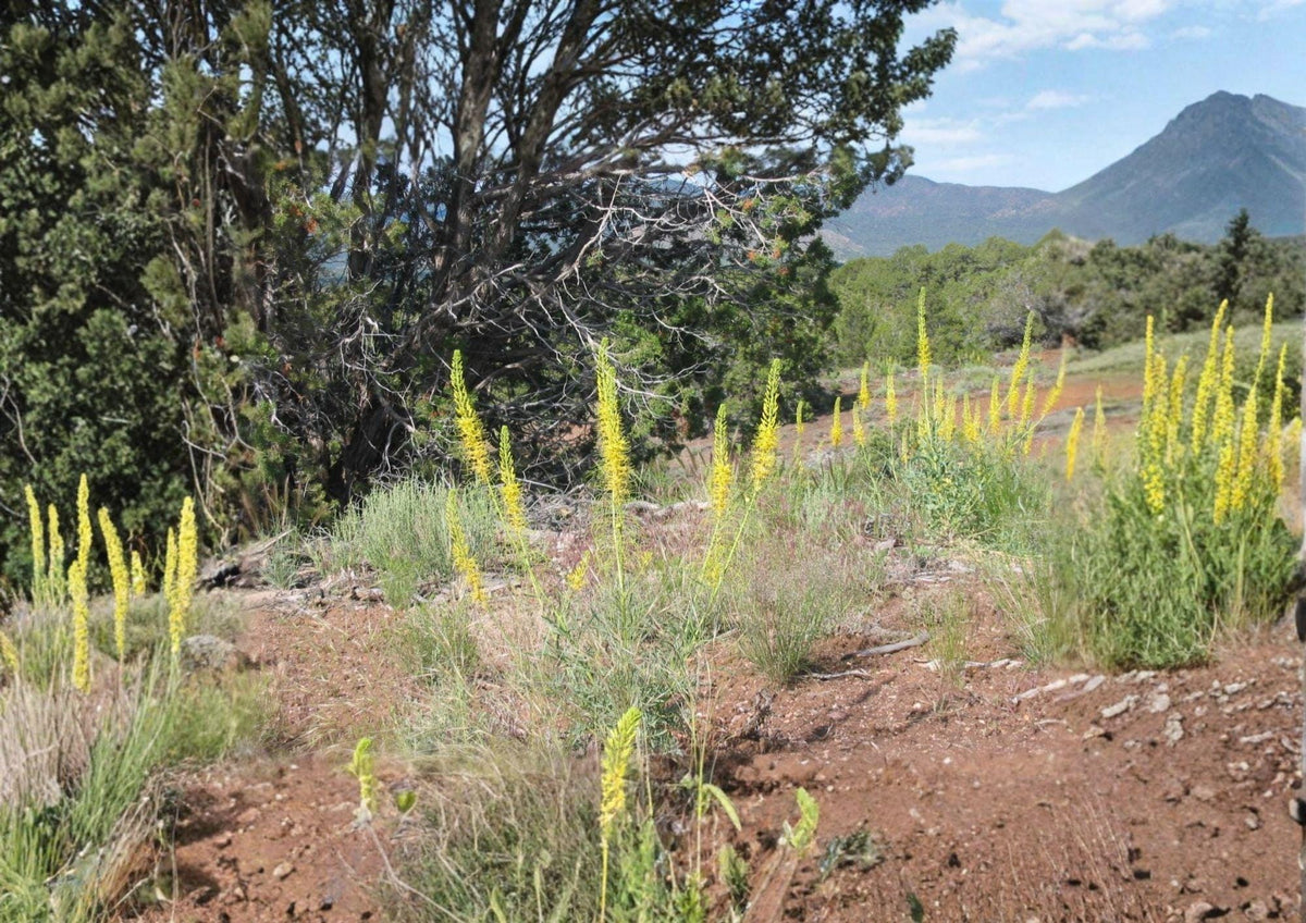 Prince's Plume Seeds – Native Yellow Wildflower, Drought Tolerant Pollinator, Stanleya pinnata, Bright Yellow Flower Spikes, Xeriscape Plant
