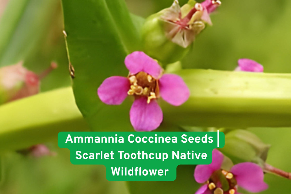 Ammannia Coccinea Seeds | Scarlet Toothcup Native Wetland Wildflower for Ponds & Rain Gardens