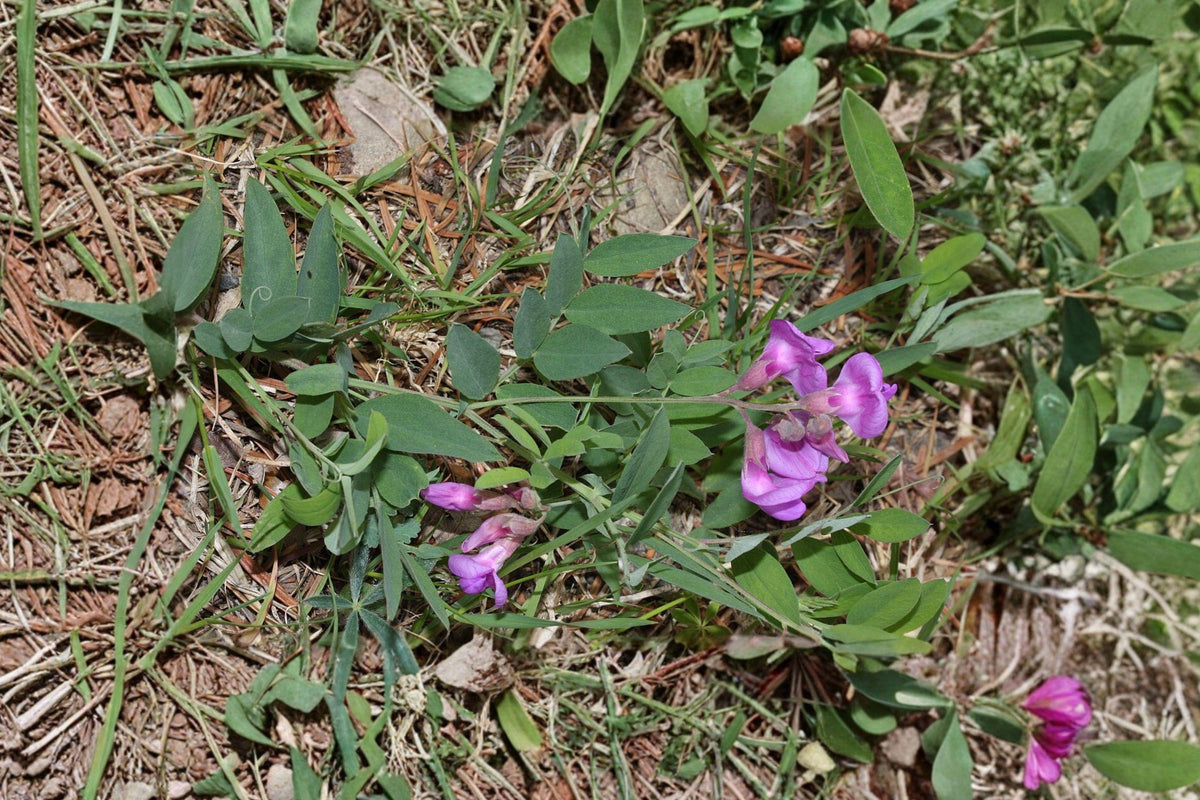 American Vetch Seeds – Native Purple Wildflower, Nitrogen Fixing, Vicia americana, Perennial Climbing Vine for Prairie Gardens & Habitat Restoration