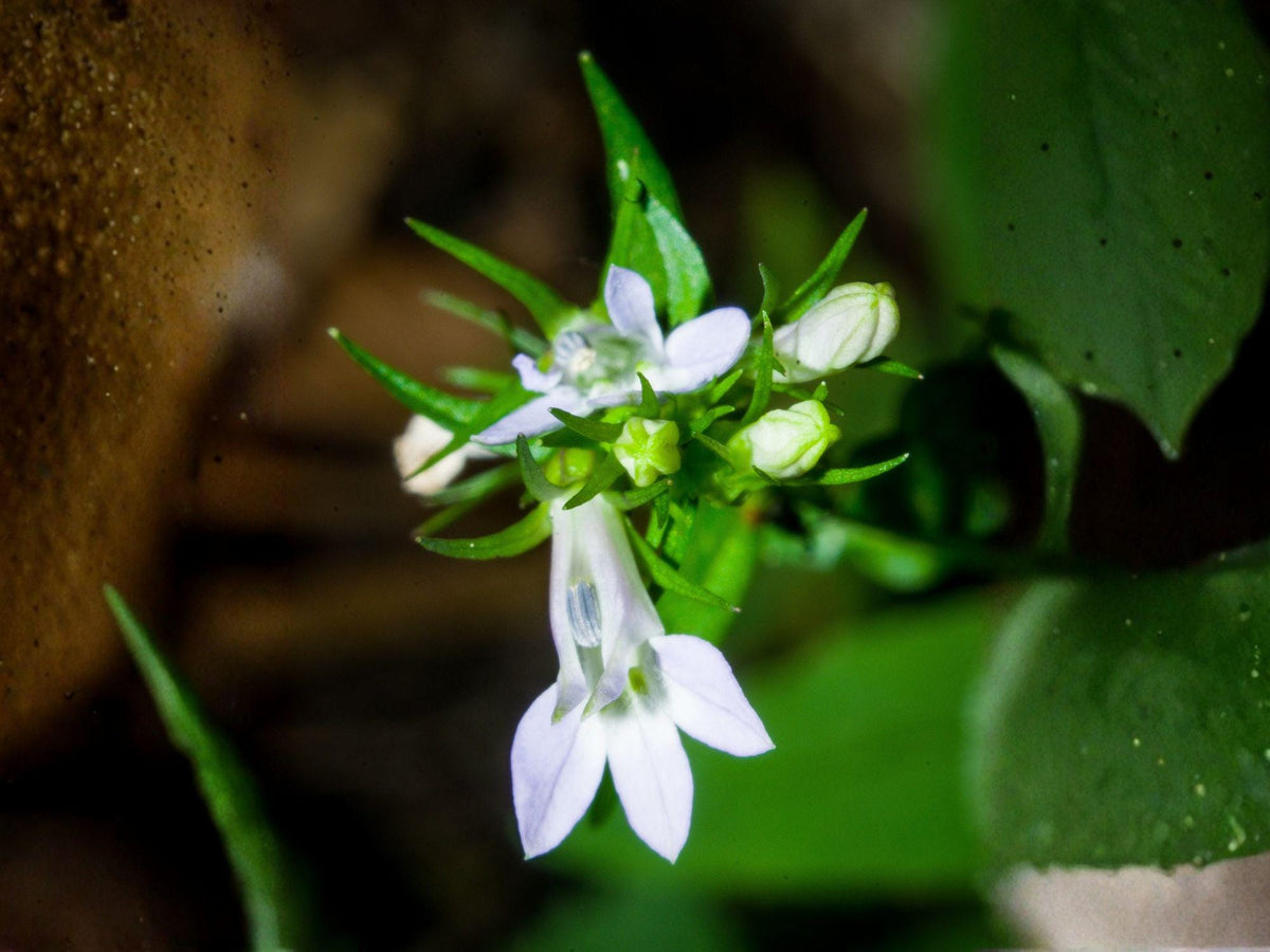 Lobelia Inflata Seeds – Native Wildflower, Pollinator Plant, Woodland Garden, Medicinal Herb, 100 Seeds