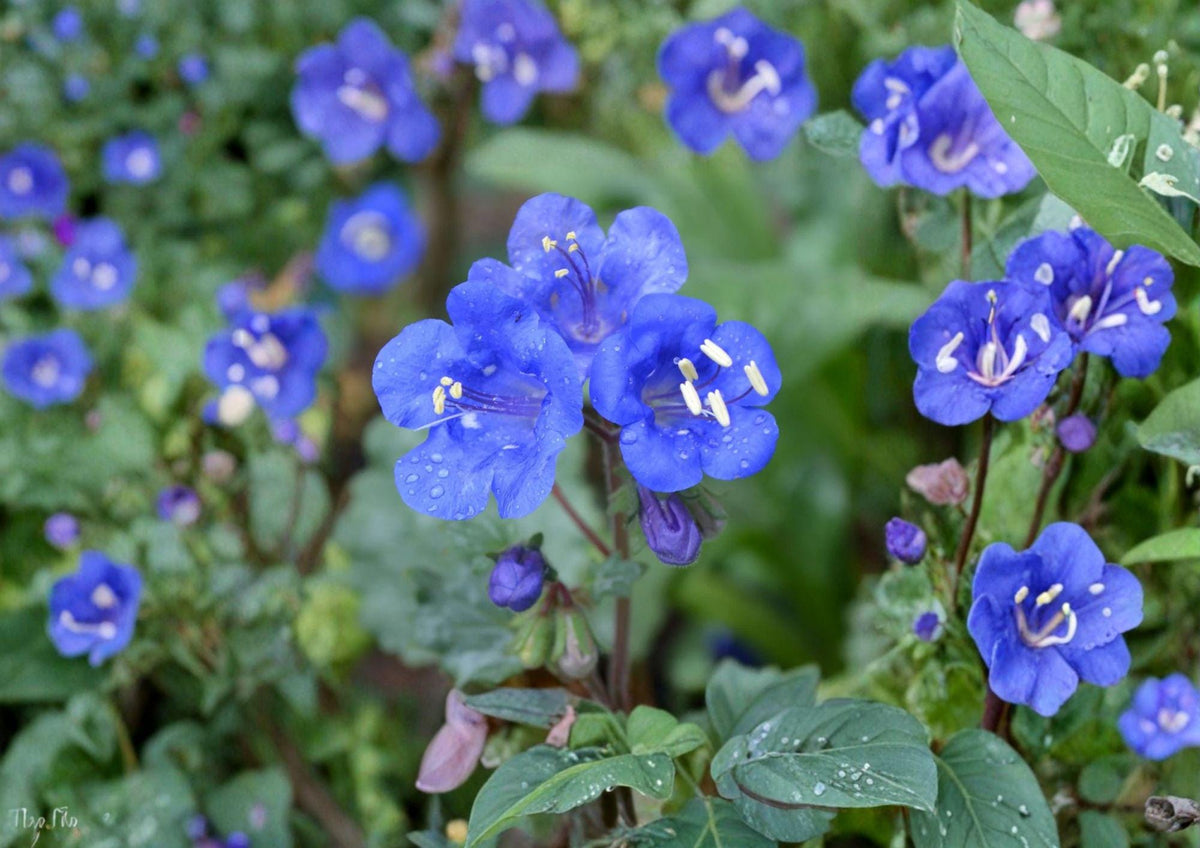 California Bluebells Seeds - Desert Bluebell Wildflower, Vibrant Electric Blue Bell-Shaped Blooms, Pollinator-Friendly, 100 Seeds
