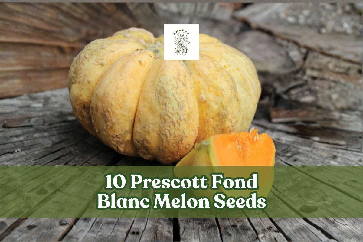 10 Prescott Fond Blanc Melon Seeds – Rare French Heirloom Cucumis melo with Ribbed Bumpy Rind and Salmon-Orange Flesh