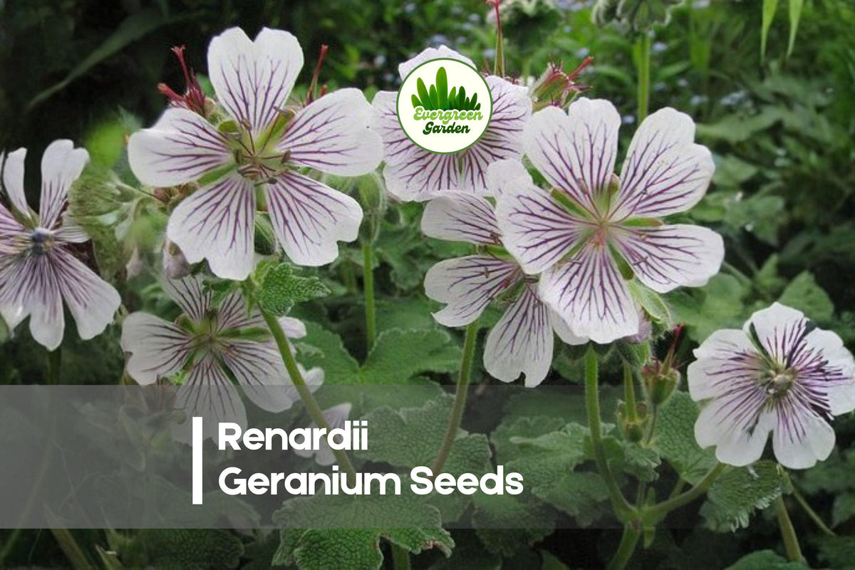 25+ Renardii Geranium Seeds, Hardy Perennial with White & Purple Veined Flowers, Textured Foliage, for Borders & Rock Gardens