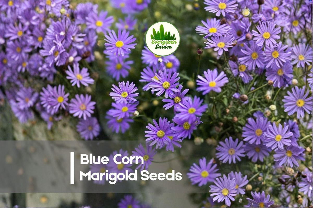 Blue Corn Marigold Seeds - 25+ Centaurea cyanus Blue Flower Annual for Borders, Pollinator Gardens, Cut Flowers