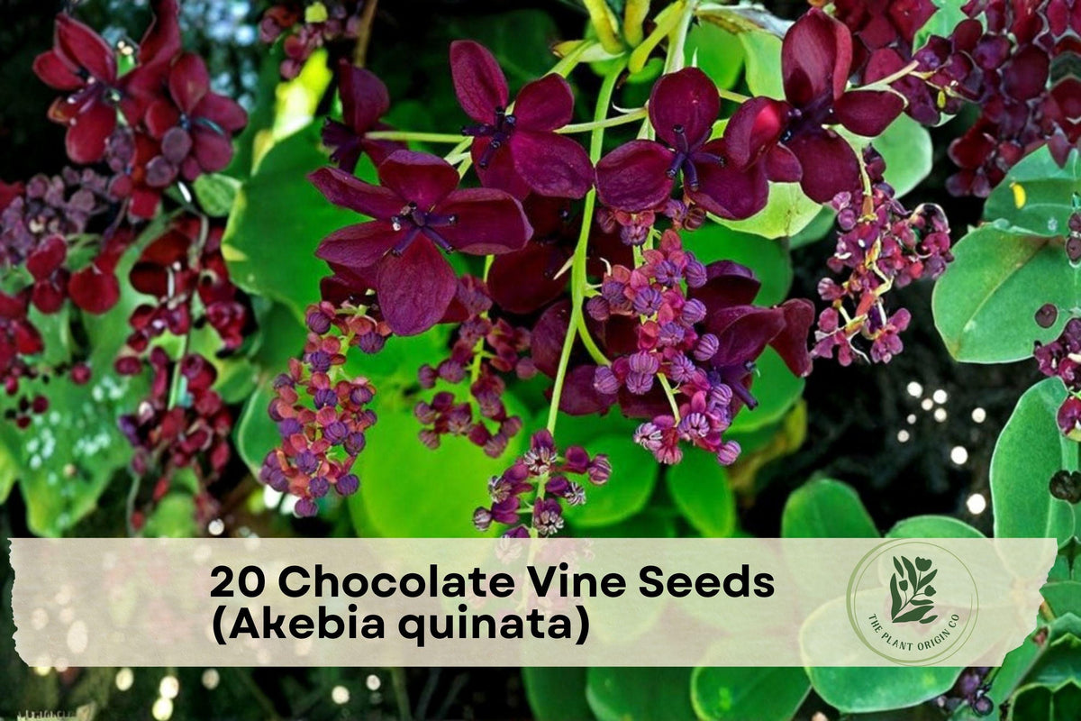 20 Chocolate Vine Seeds Akebia quinata Perennial Climbing Vine Fragrant Purple Flowers Garden Screening