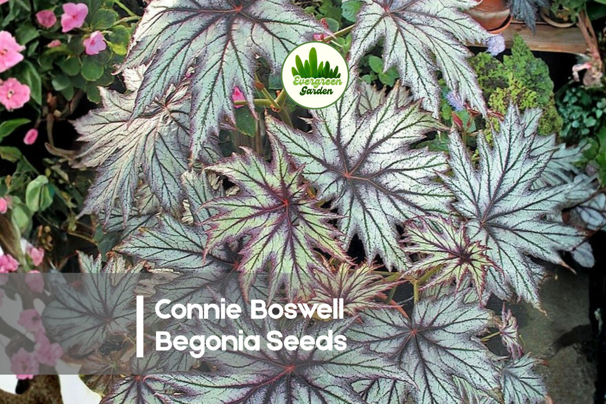 25+ Connie Boswell Begonia Seeds – Tuberous Perennial, Pink & Cream Bi-Color, Ideal for Hanging Baskets & Containers