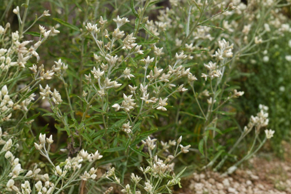 Sweet Everlasting Seeds – Native Wildflower for Pollinator Gardens, Dried Arrangements, Pseudognaphalium obtusifolium
