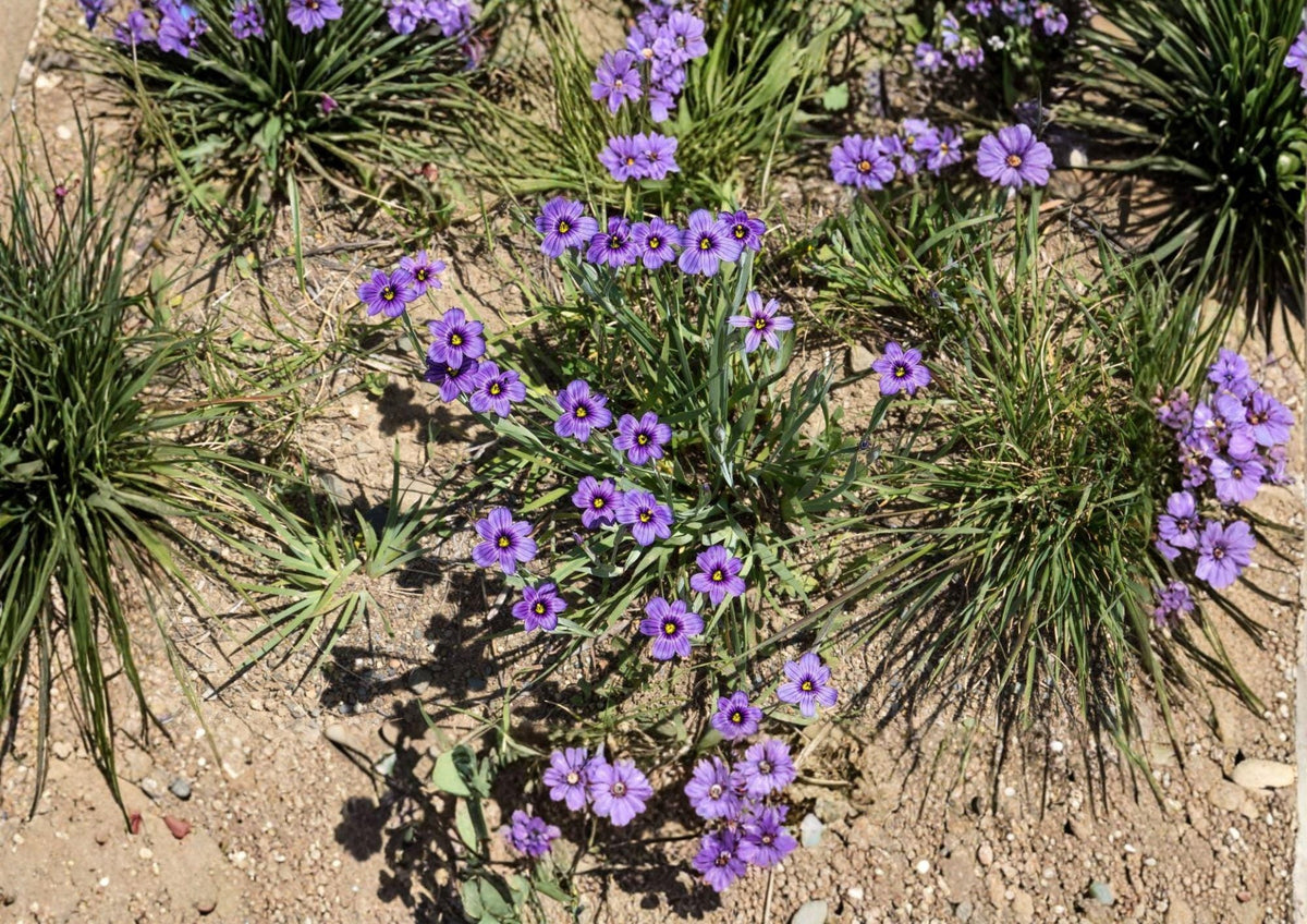 California Blue Eyed Grass Seeds, Native Sisyrinchium bellum, Purple Wildflower, 100 Seeds for Native Gardens