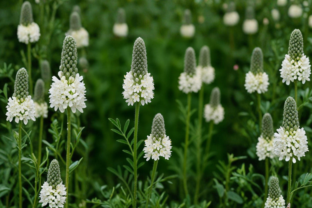 White Prairie Clover Seeds - Native Pollinator Wildflower, Drought Tolerant, Dalea candida, 100 Seeds for Prairie Gardens & Natural Landscaping