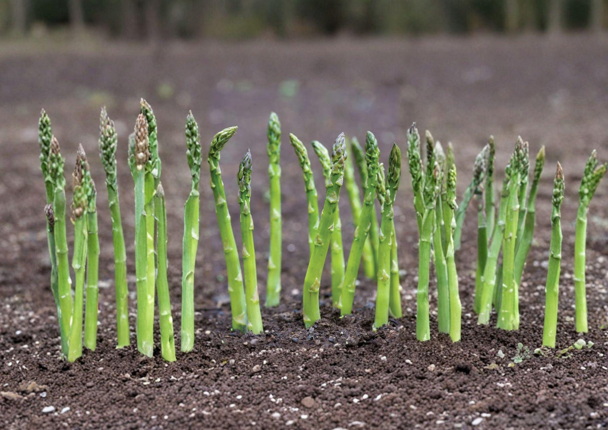 Mary Washington Asparagus Seeds – 100 Heirloom Perennial Vegetable Seeds for Home Garden, Tender Green Spears, Hardy, Reliable, Non-GMO