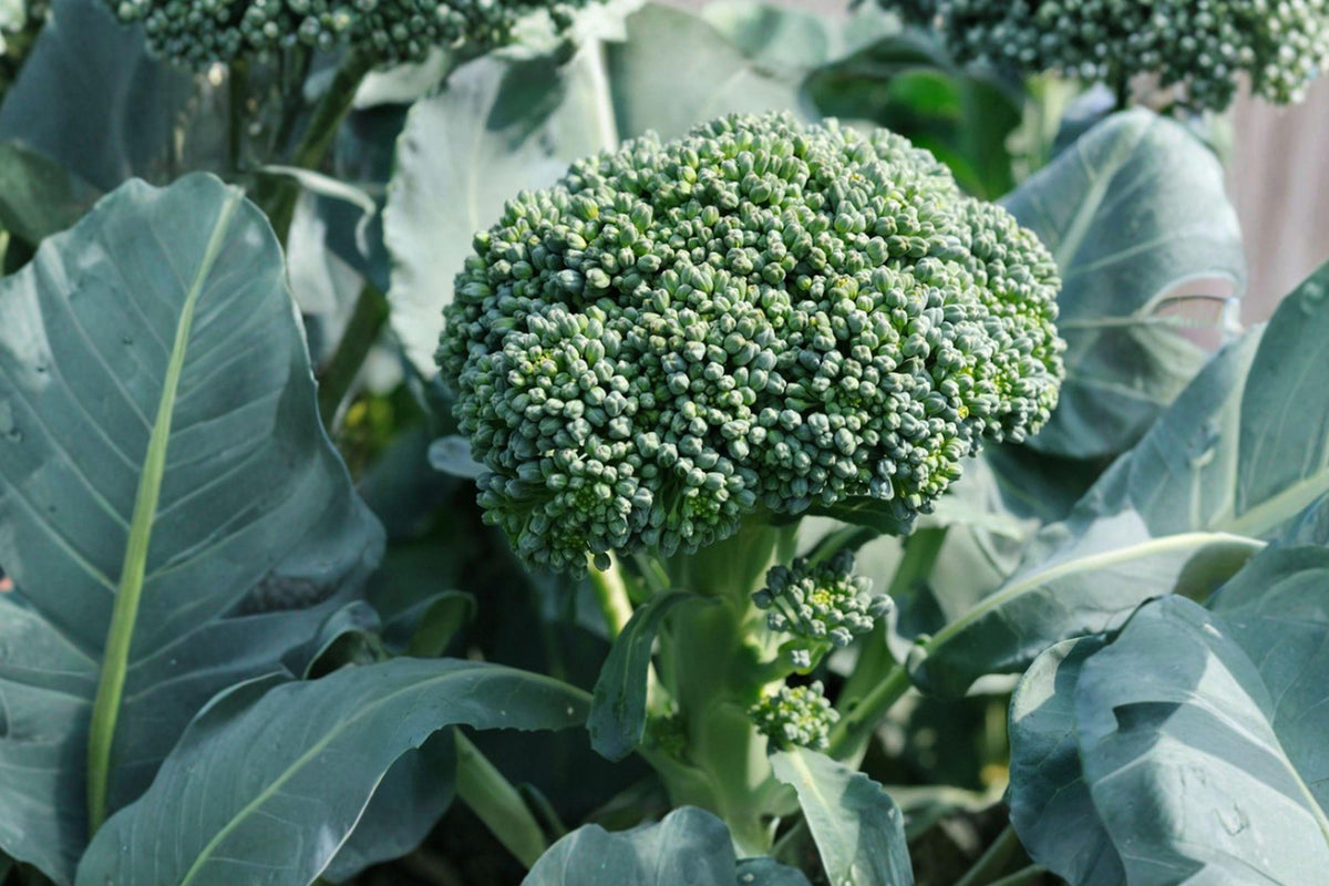 Di Cicco Broccoli Seeds - 500 Heirloom Italian Non-GMO Vegetable Seeds for Organic Gardening and Cool-Season Harvests