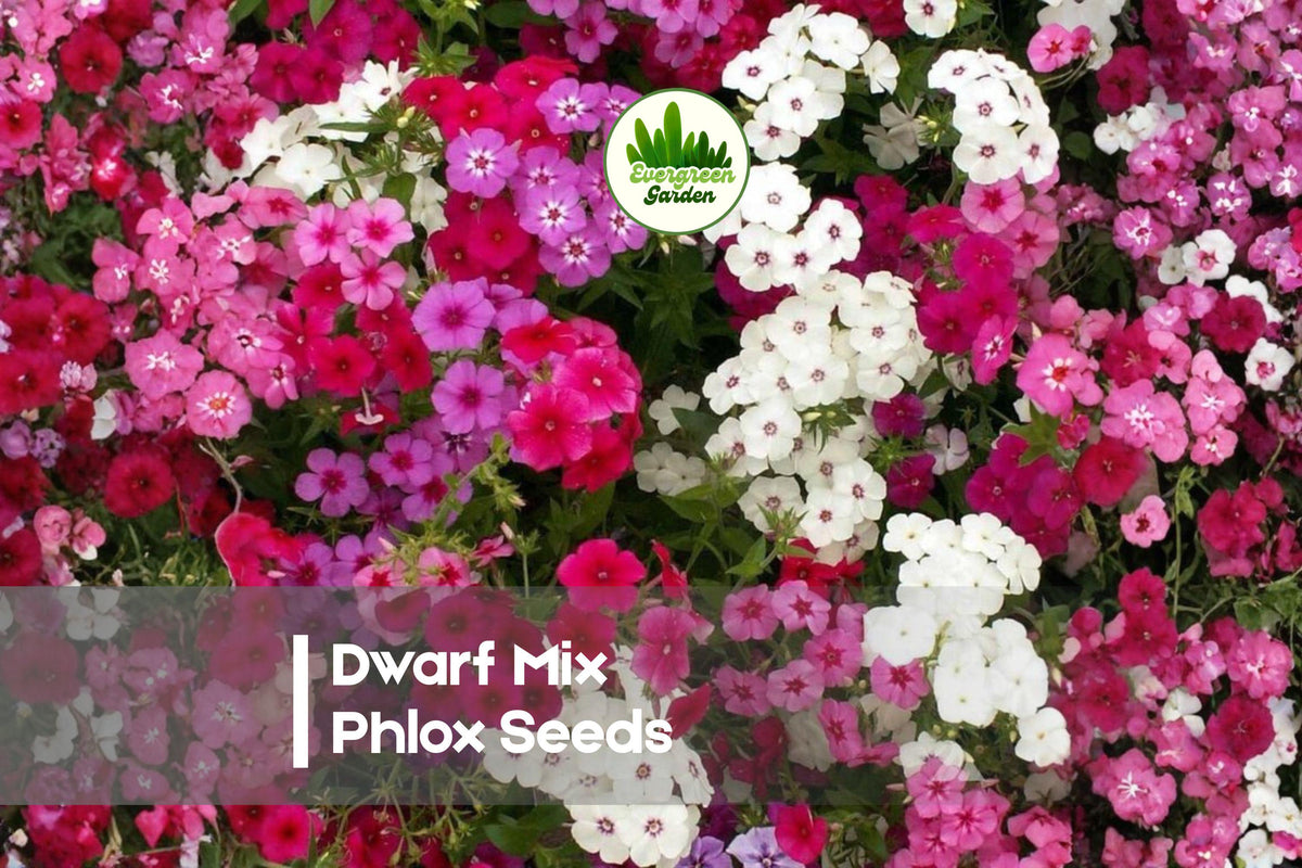 Dwarf Mix Phlox Seeds – Bright Multi-Color, Compact Annual, Phlox drummondii, 100 Seeds for Borders, Containers & Pollinator Gardens