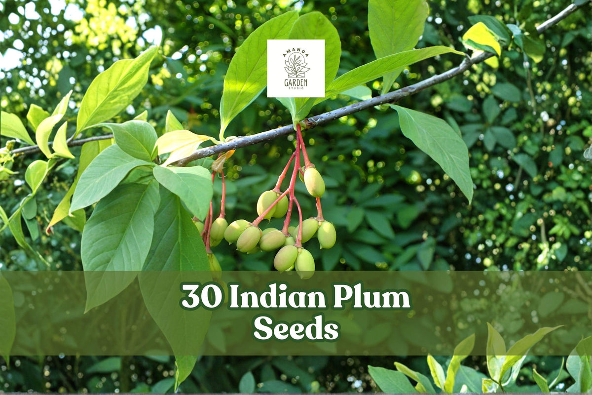 30 Indian Plum Seeds – Native Deciduous Shrub Oemleria cerasiformis for Woodland Gardens