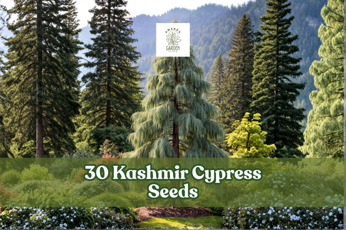 30 Kashmir Cypress Seeds – Cupressus cashmeriana Weeping Evergreen Tree with Blue-Green Foliage for Ornamental Gardens