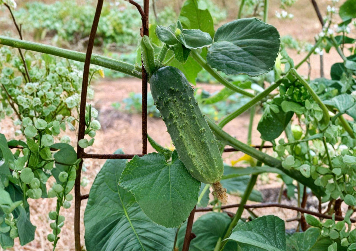 National Pickling Cucumber Seeds – Heirloom, Short Blocky Dark Green Fruits, Perfect for Pickling and Home Canning