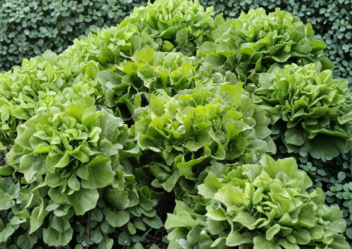 Escarole Seeds – Broadleaf Batavian Heirloom Crisp Green Leafy Vegetable – 1000 Seeds