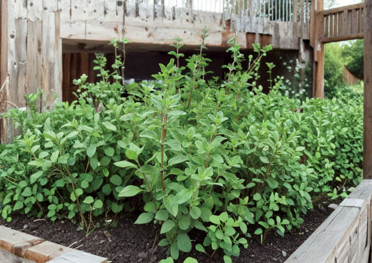 Sweet Marjoram Herb Seeds - 500 Heirloom Culinary Garden Seeds for Aromatic, Fragrant, and Versatile Herb Cultivation