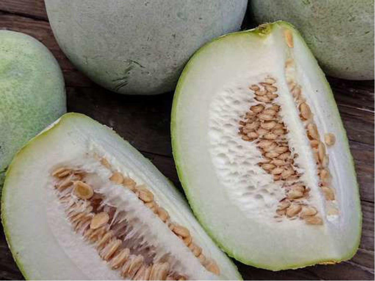 Wintermelon Wax Gourd Seeds – Heirloom Non-GMO Asian Vegetable for Long Storage, Culinary Use