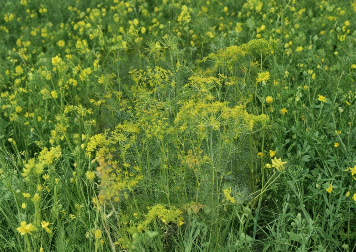 Dill Herb Seeds 500 Pack – Anethum graveolens Bouquet, Aromatic, Culinary, Heirloom, Fast-Growing Annual