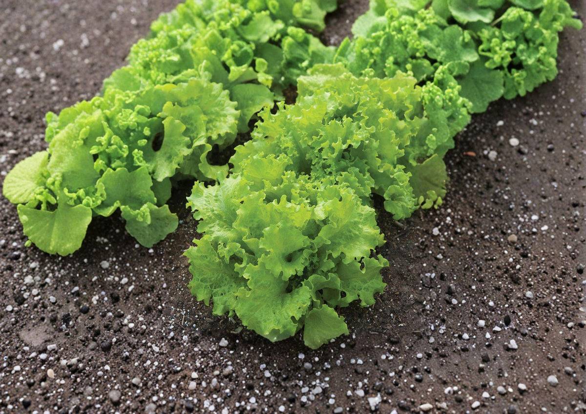 Black Seeded Simpson Lettuce Seeds, Heirloom Loose Leaf, Fast Growing Garden Vegetable, 1000 Seeds