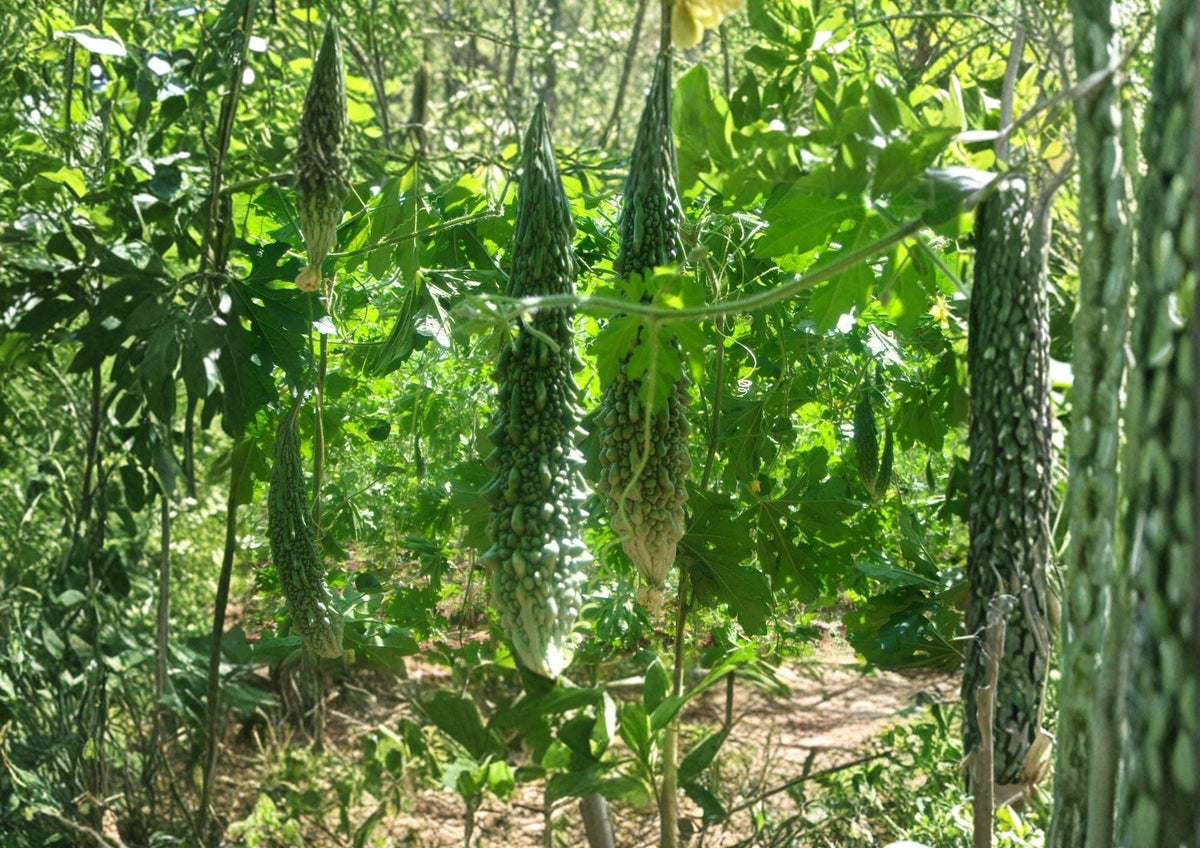 Futo Spindle Bitter Gourd Seeds – 5 Heirloom Climbing Vine Vegetable Seeds, Momordica charantia