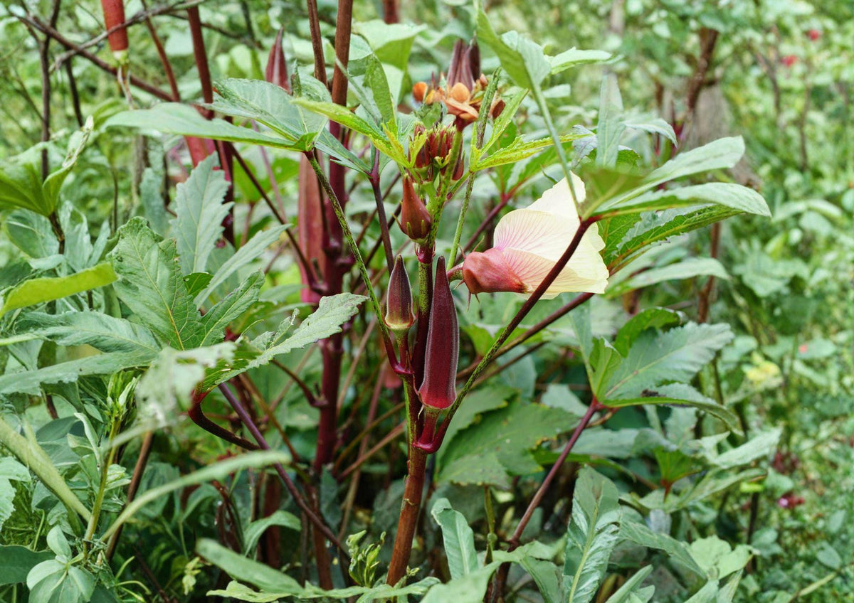 Red Burgundy Okra Seeds – Heirloom Vegetable, High Yield, Warm Season Garden Plant, Edible Pods, Heirloom Scientific Name: Abelmoschus esculentus