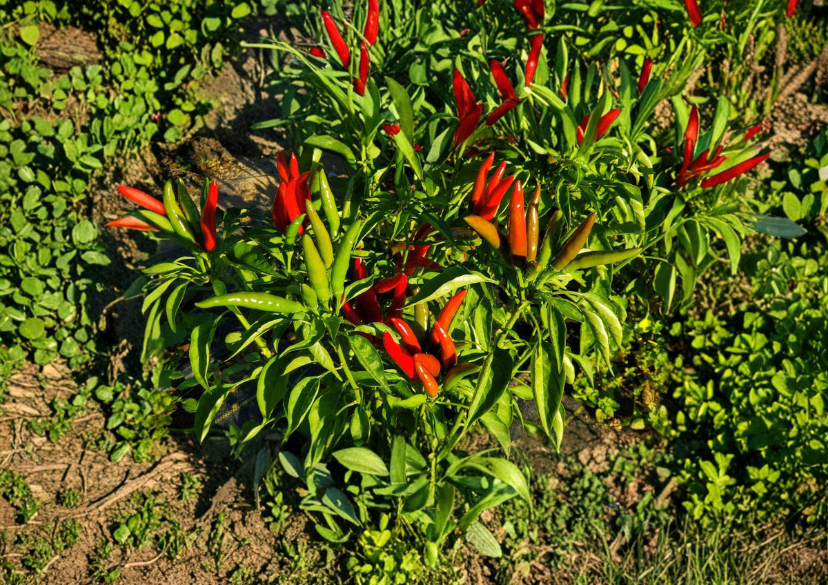 Thai Garden Bird Hot Pepper Seeds – 25 Heirloom Chili Seeds for Spicy Thai Cuisine, Bird’s Eye Chili, Compact, Extra Spicy, Vegetable Seeds