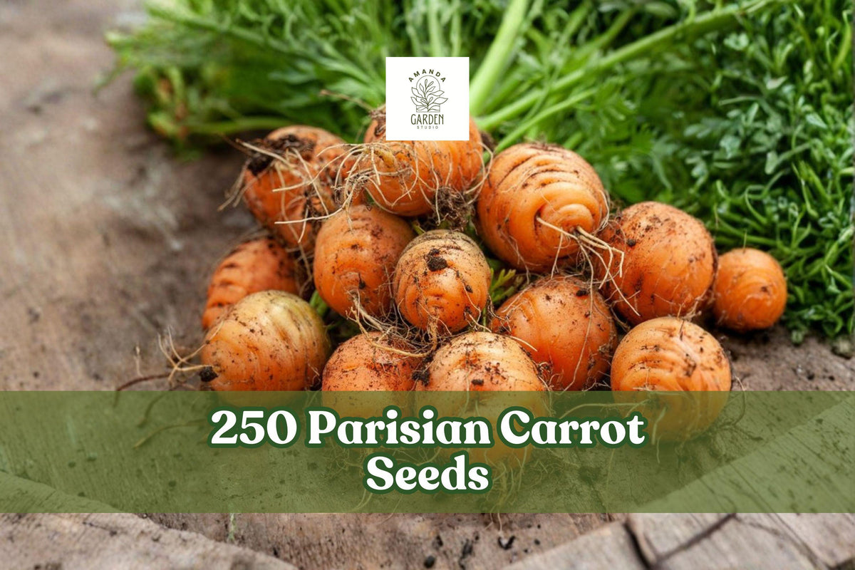 Parisian Carrot Seeds - Heirloom Non-GMO Compact Round Root Vegetable for Garden & Containers, Daucus carota