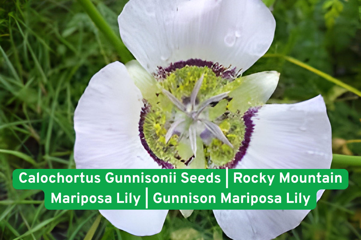 Rocky Mountain Mariposa Lily Seeds | Native Perennial Calochortus gunnisonii for Wildflower Gardens & Pollinator Attracting Plant