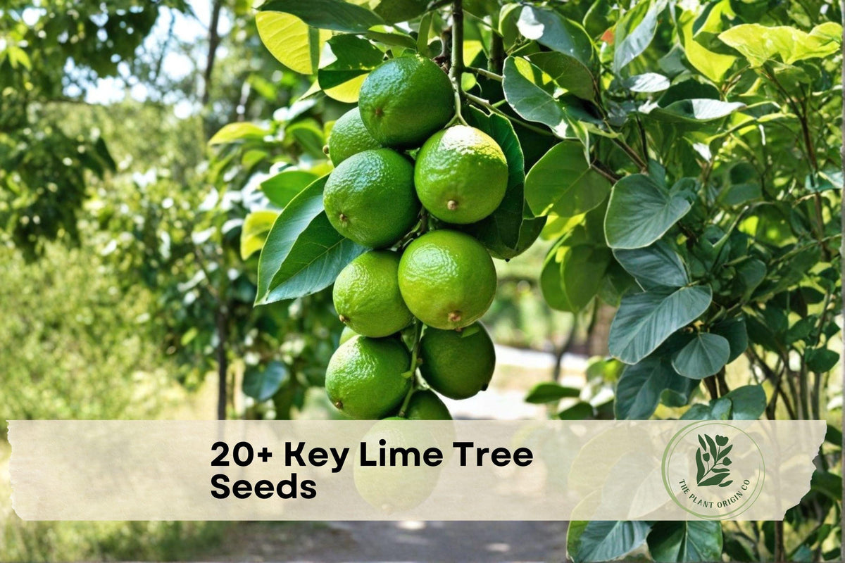 Key Lime Tree Seeds, Citrus aurantiifolia, Grow Your Own Lime Tree, Fruit and Ornamental Citrus Seeds