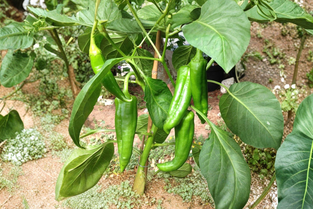 Hatch Big Jim Chili Seeds – Heirloom Pepper Seeds for Mild to Medium Heat, Large Green Chilies, 25 Pack