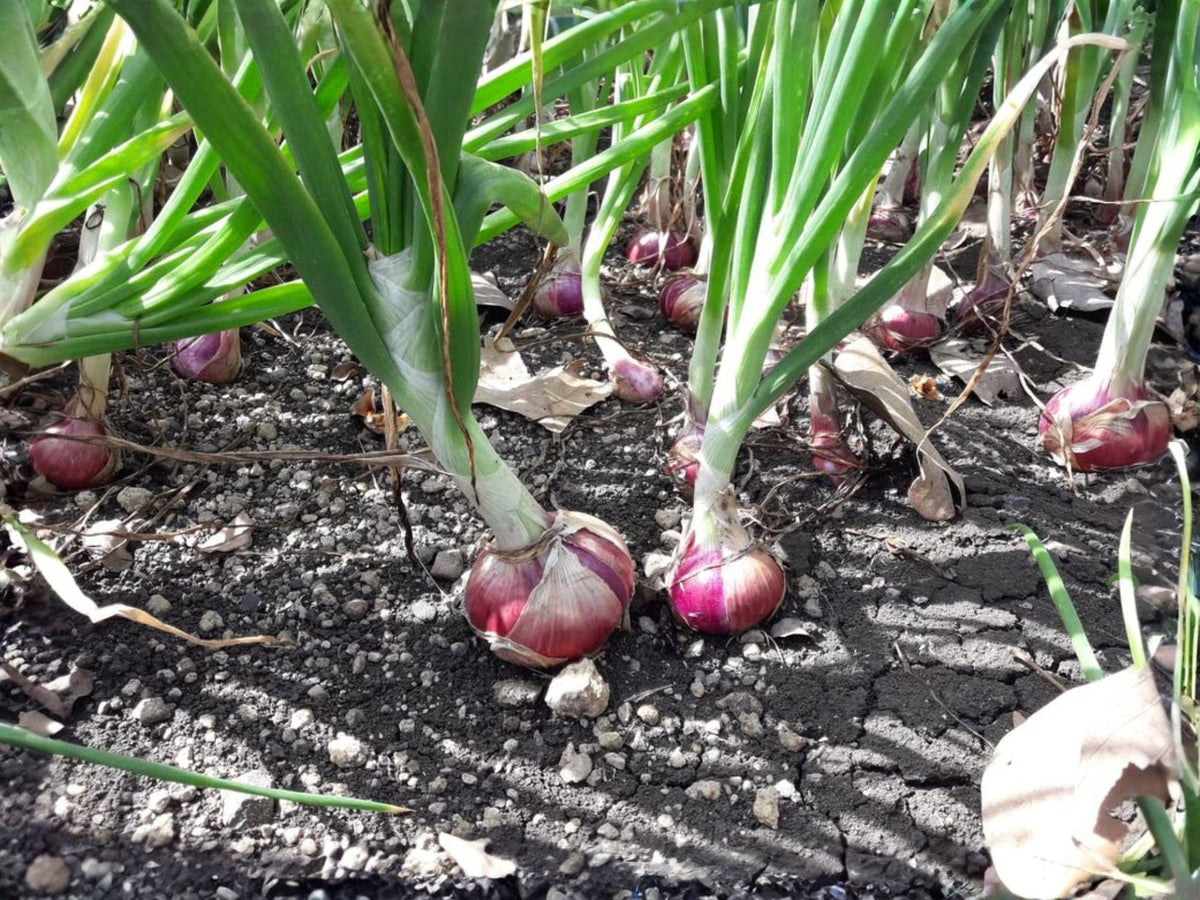 Red Burgundy Onion Seeds – Heirloom Short Day Vegetable for Southern Gardens, Deep Red Bulbs, Mild Sweet Flavor, Allium cepa