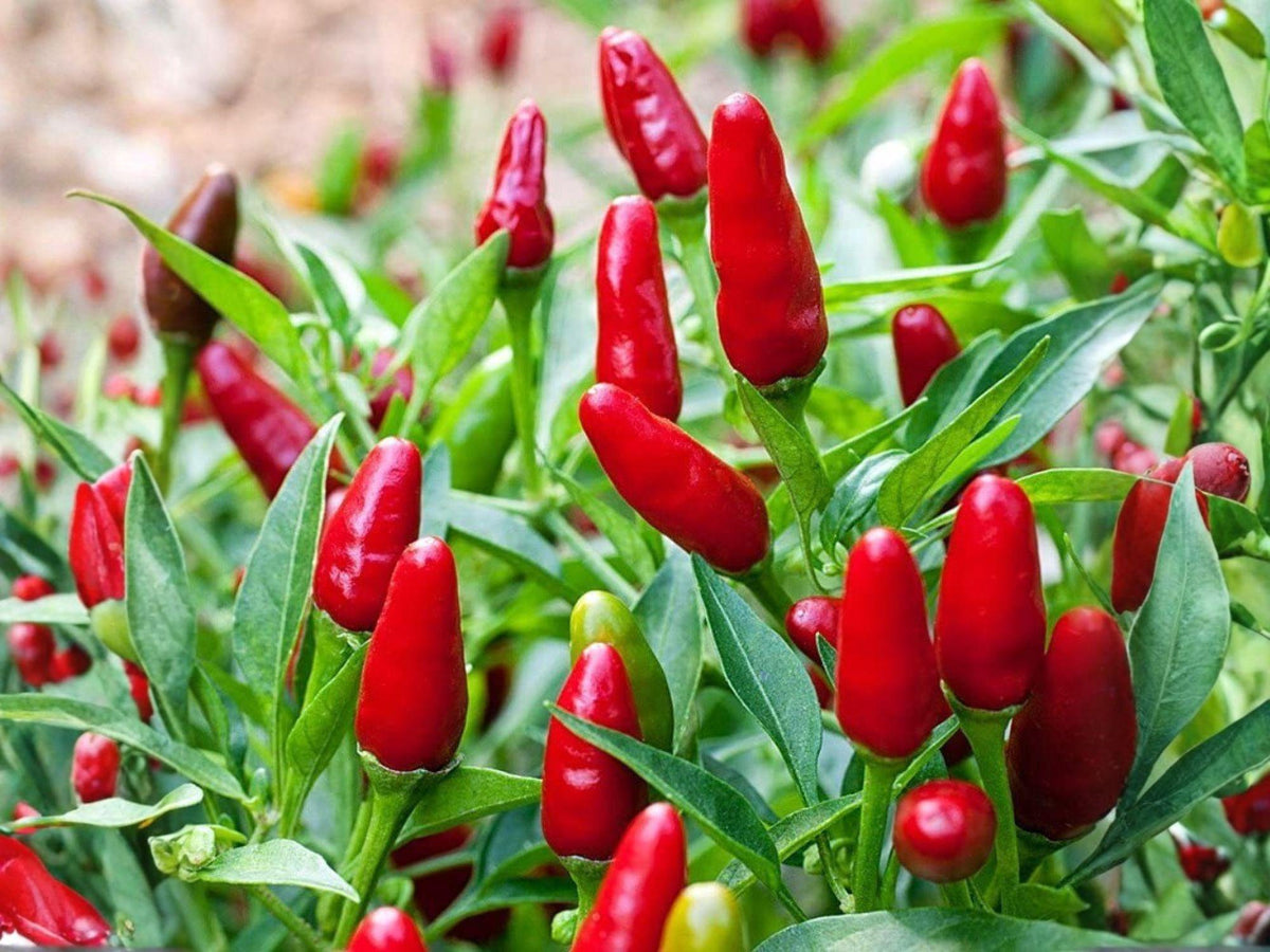 Chile Piquin Hot Pepper Seeds – 25 Pequin Chili Seeds for Hot Sauce, Salsas, and Spicy Gardens – Capsicum annuum