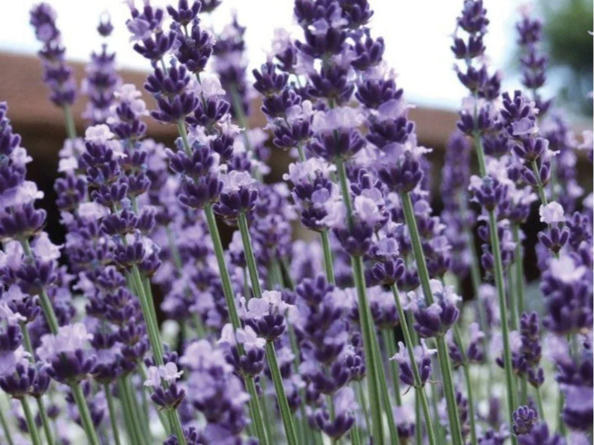 Vera Lavender Seeds – Heirloom Non-GMO Fragrant Pollinator Perennial Herb (Lavandula angustifolia)