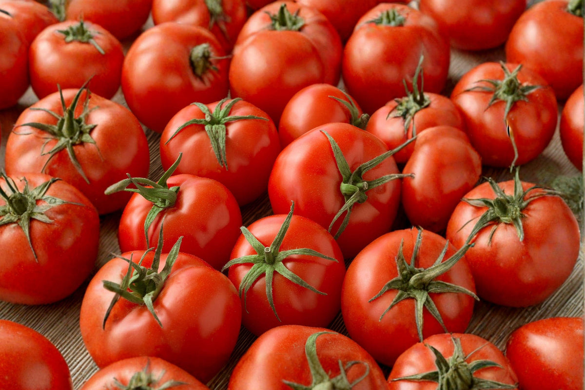 Floradel Tomato Seeds - Heat Tolerant Heirloom Slicing Variety, 30 Seeds, Organic, High Yield, Outdoor Garden, Fresh Eating