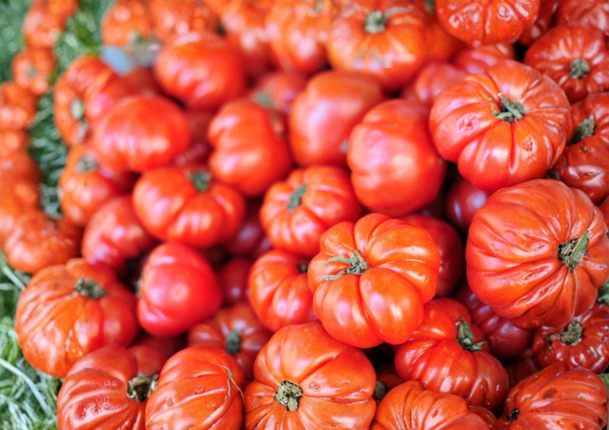 Heirloom Beefsteak Tomato Seeds – Large Juicy Slicing Tomatoes for Garden, Solanum lycopersicum