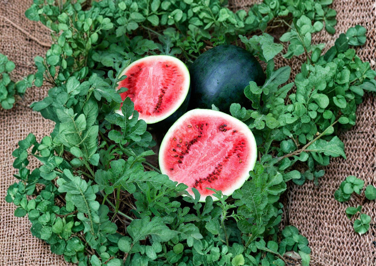 Sugar Baby Watermelon Seeds – Heirloom Small Watermelon Variety for Home Garden, Sweet Red Flesh, Compact, 10 Seeds