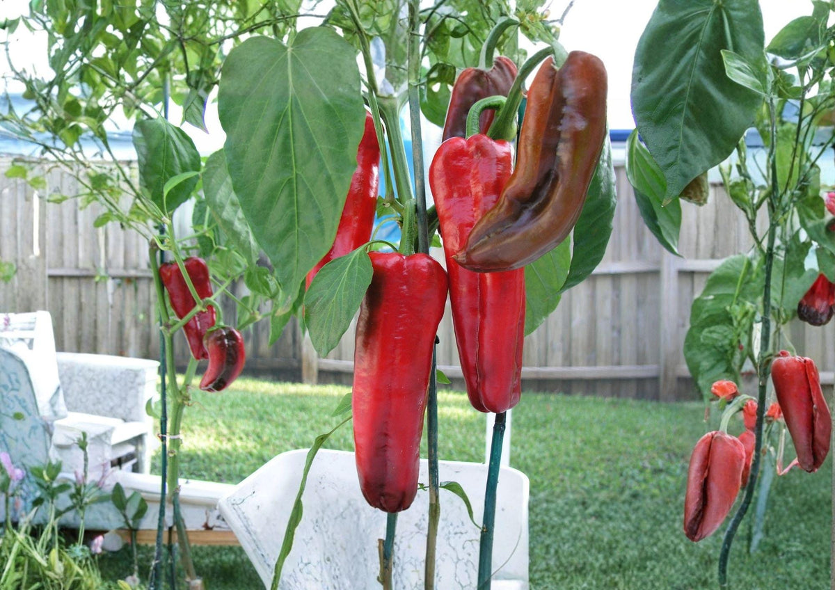 Giant Marconi Pepper Seeds – Heirloom Italian Sweet Vegetable Garden, Red Long Tapered Peppers, Gourmet Cooking