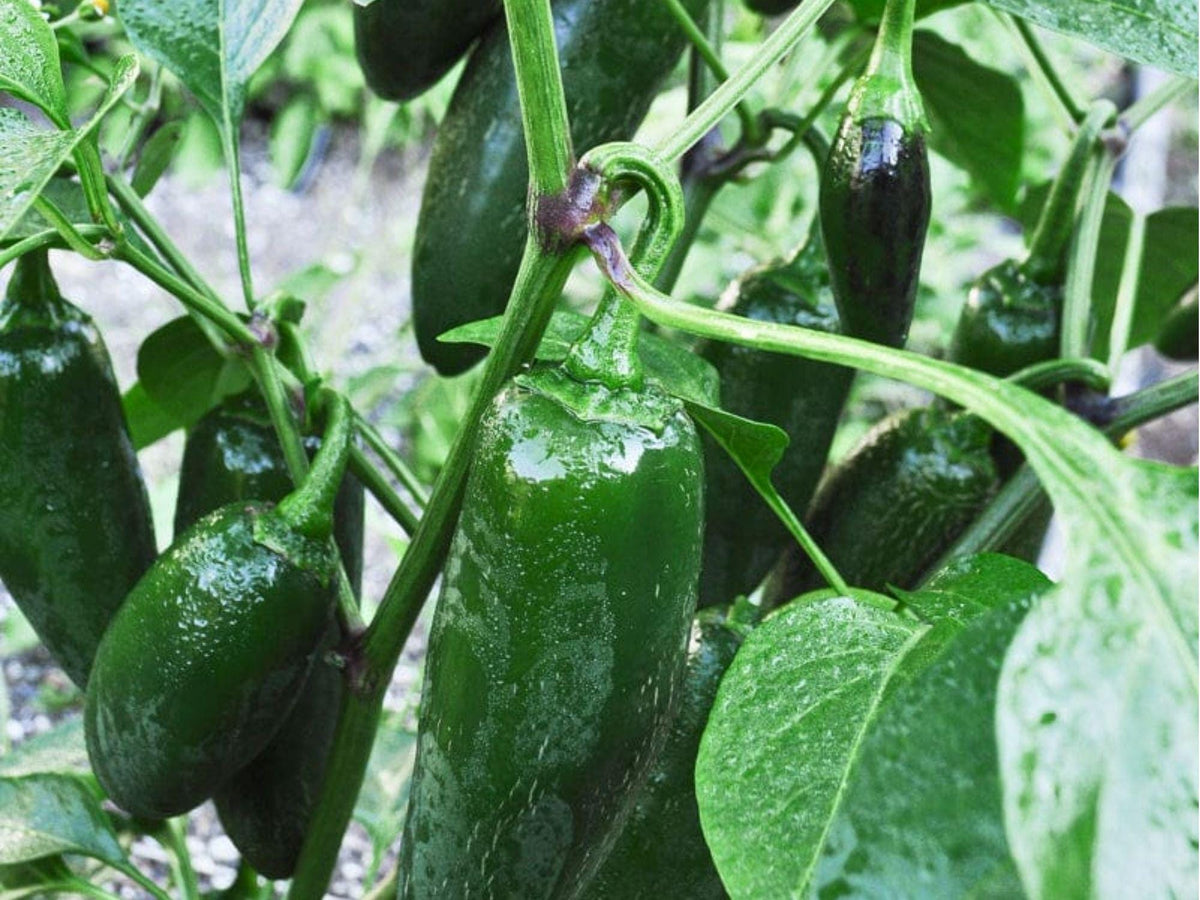 Early Jalapeno Pepper Seeds – 25 Count, Medium Heat Salsa Type, Capsicum annuum, Green to Red Ripening