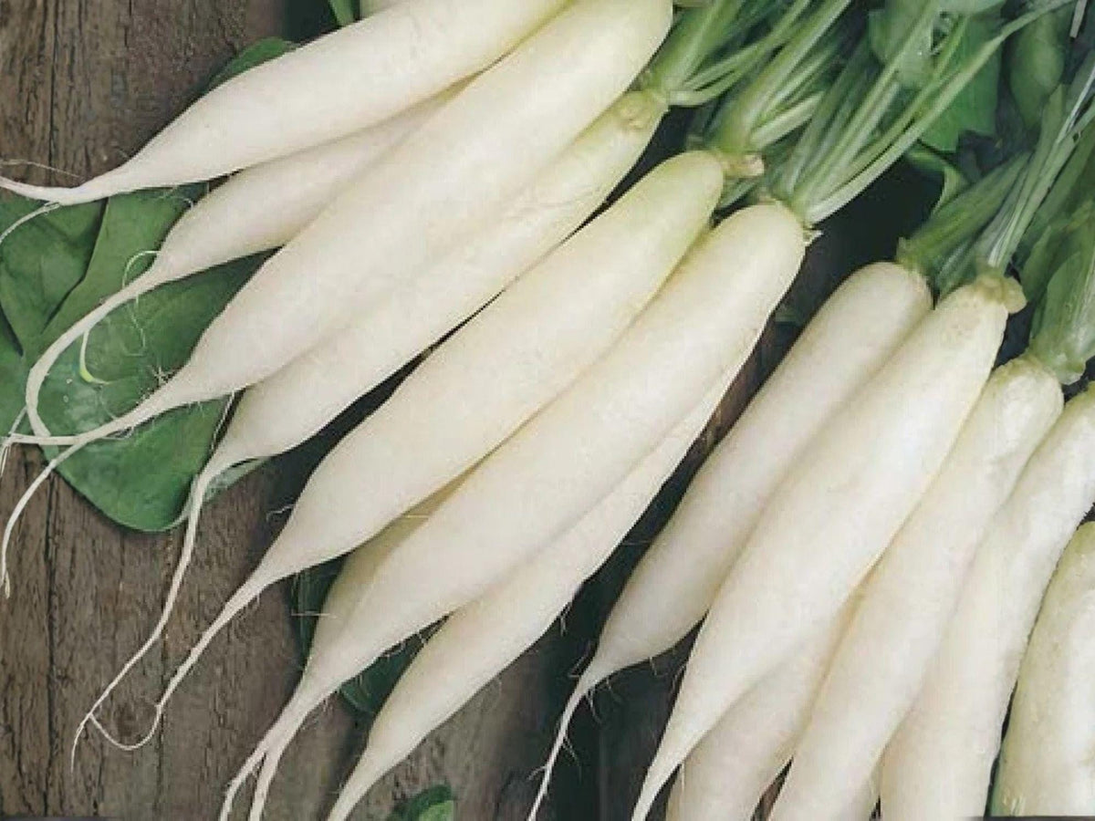 Japanese Minowase Daikon Radish Seeds – Heirloom Long White Vegetable, Cool-Season Crop, 100 Seeds