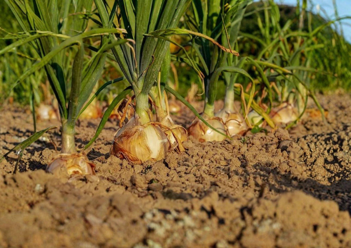 Walla Walla Sweet Onion Seeds – Heirloom, Large Yellow Bulbs for Mild, Sweet Flavor – 50 Seeds for Garden Growth