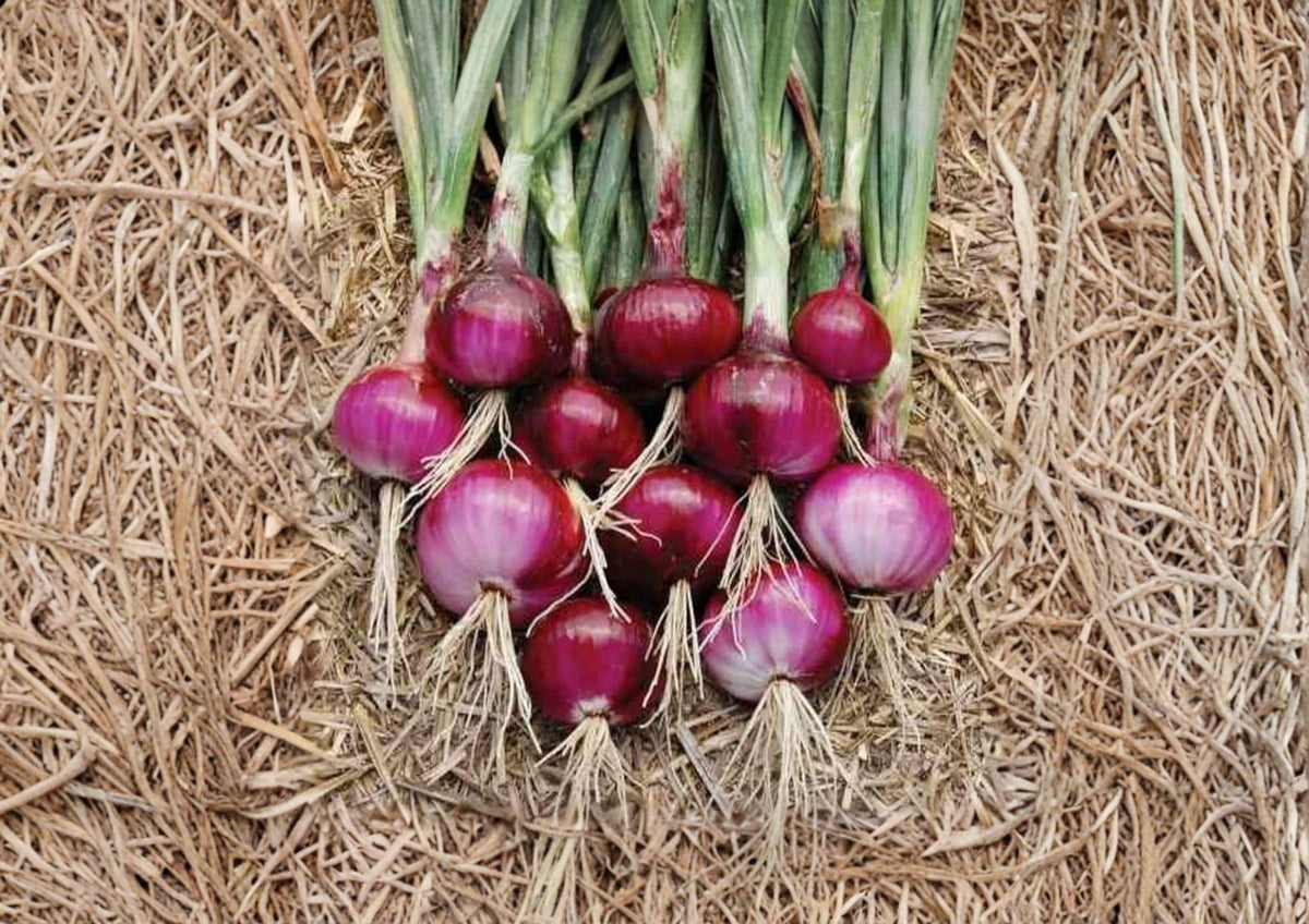Southport Red Globe Onion Seeds – 50 Heirloom Long-Day Bulb Seeds for Storage, Fresh Slicing, and Cooking