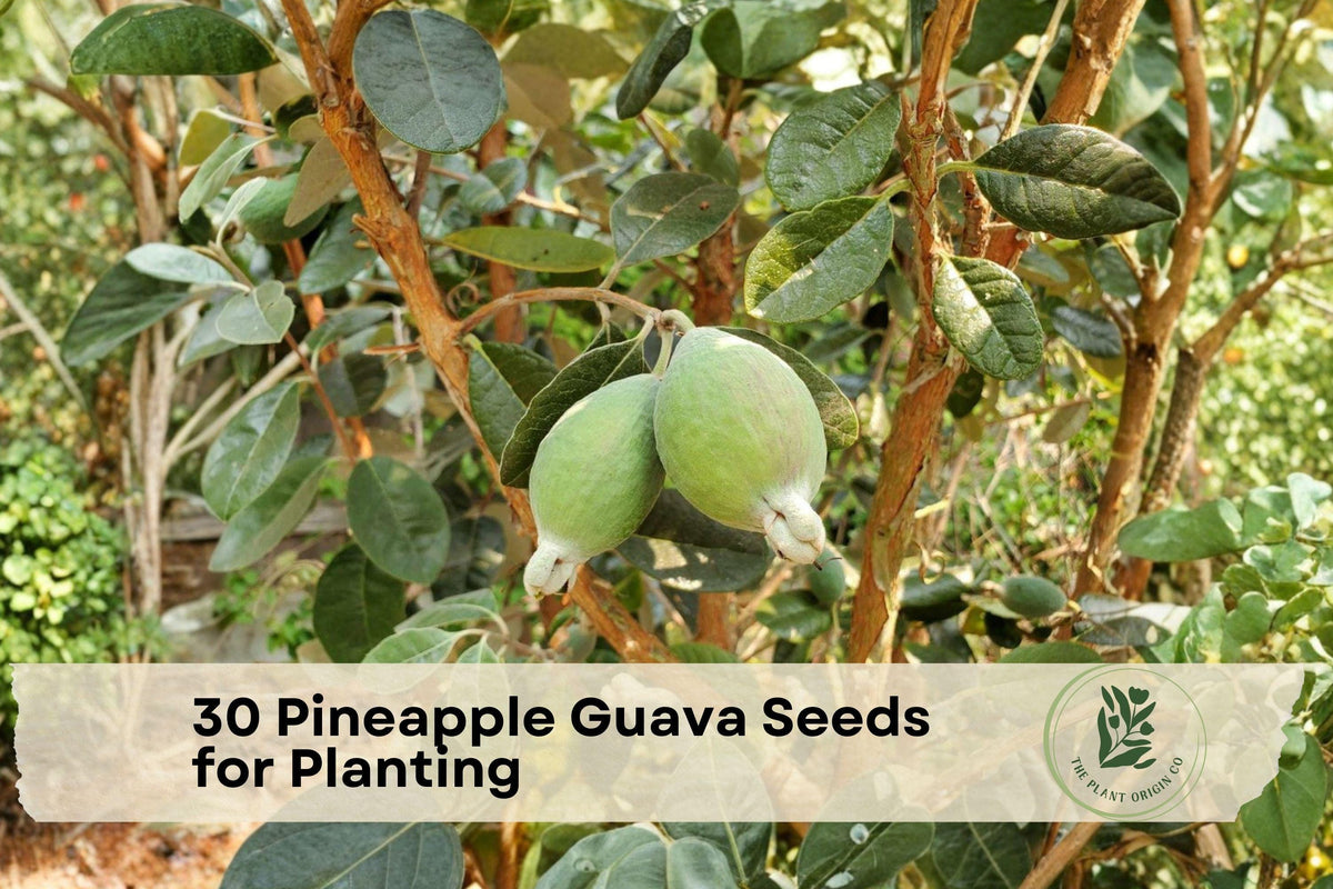 Pineapple Guava Seeds for Planting - Acca sellowiana Evergreen Tree, Ornamental Foliage & Fragrant Flowers, Garden & Landscape