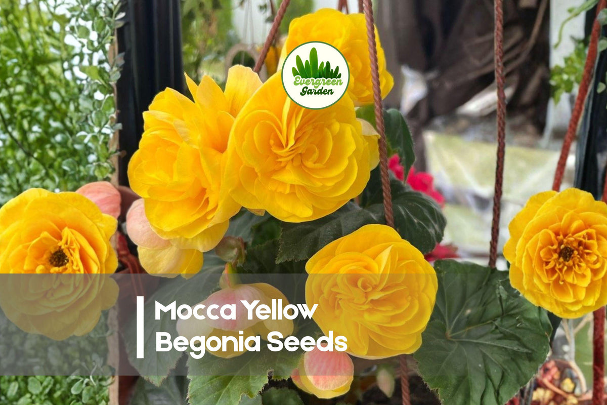 25+ Mocca Yellow Begonia Seeds – Bright Double Yellow Flowers, Bronze Foliage, Shade Garden, Container Plant, Begonia × tuberhybrida