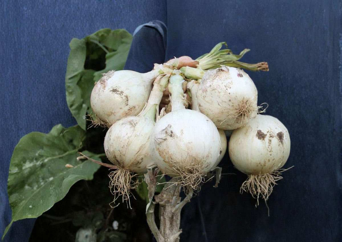 Ringmaster Onion Seeds – 50 Heirloom Large White Bulb Seeds for Long Day Vegetables, Mild Sweet Flavor, Garden Ready