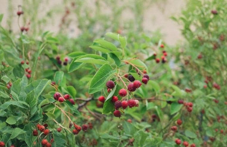 Serviceberry Dormant Cuttings 10 Pack, Unrooted Amelanchier Propagation Material, Deciduous Shrub or Tree