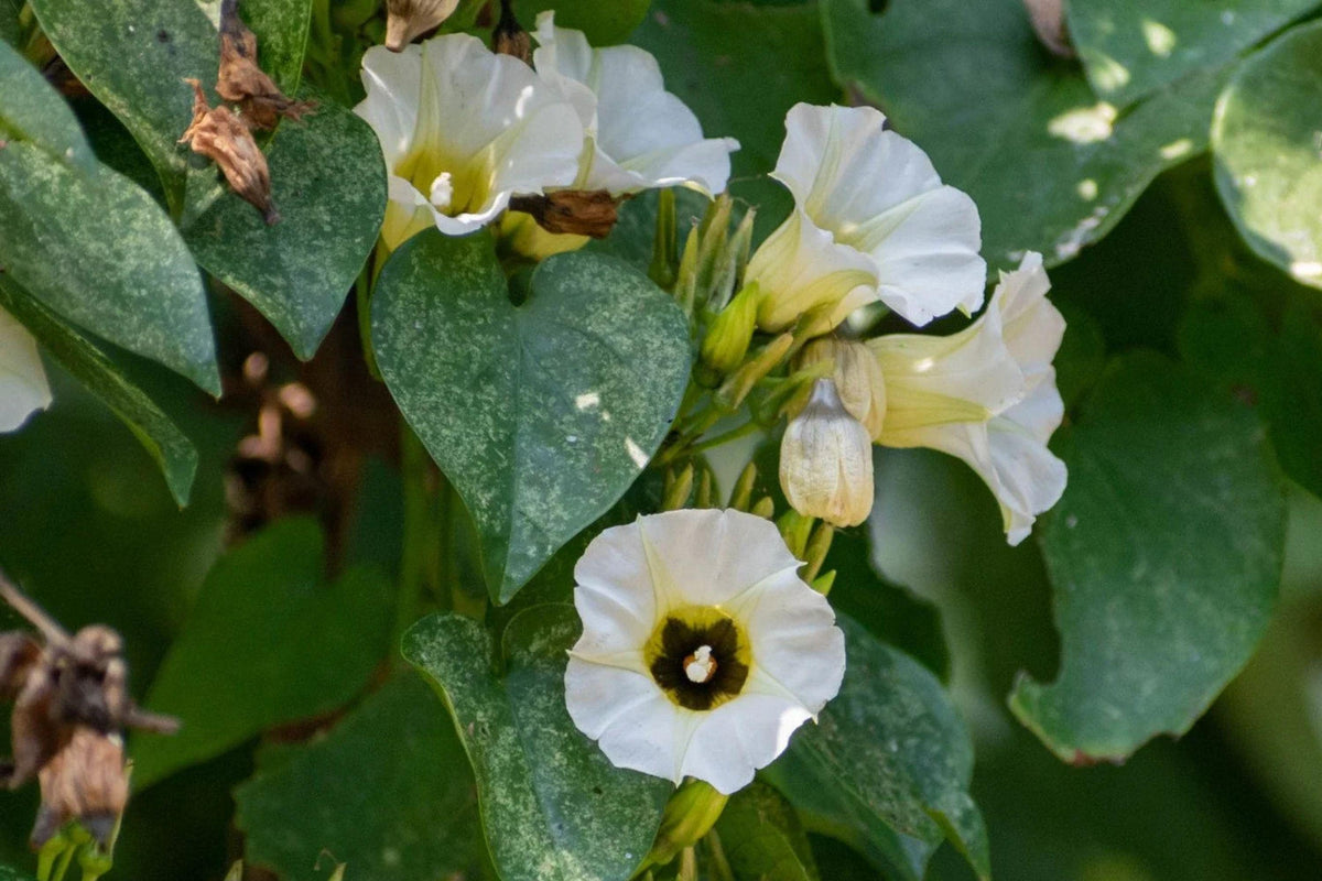 Rivea Corymbosa Seeds – 10 Rare Sacred Morning Glory Vine, Ethnobotanical Plant, Ololiuqui, Climbing Flower, White Blooms