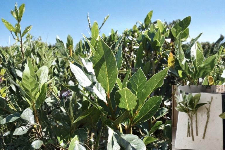 Sweet Bay Laurel Cuttings - Unrooted Laurus nobilis Evergreen Shrub for Herb Gardens and Landscaping