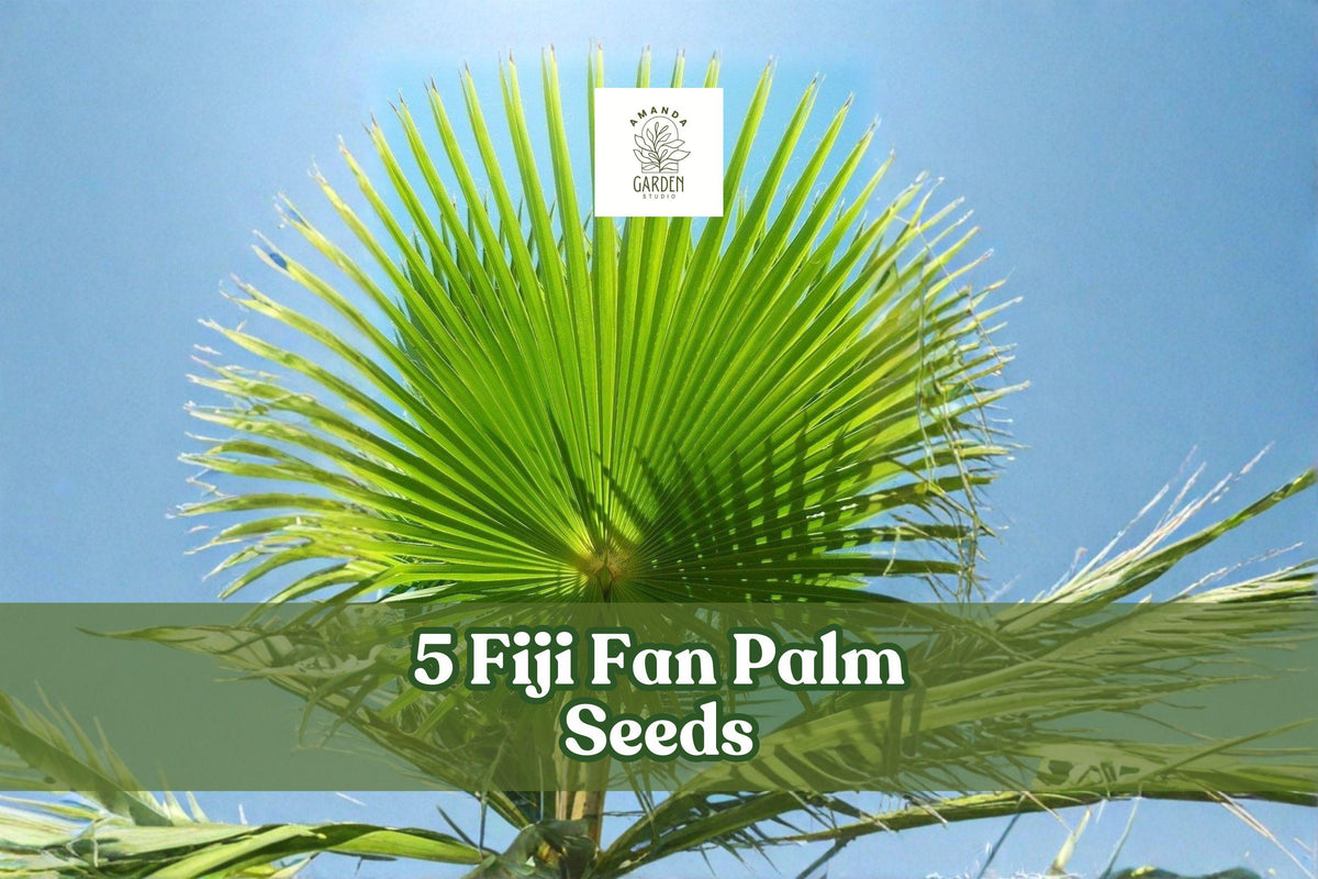 Fiji Fan Palm Seeds, Pritchardia pacifica, Ornamental Tropical Palm for Landscaping & Container Planting, 5 Seeds